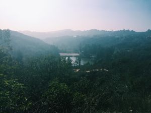 There are roughly 2,500 - 39,000 rattlesnakes in this picture alone. Please note that this is just a rough estimation.